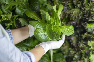 Close Up Romaine Harvest