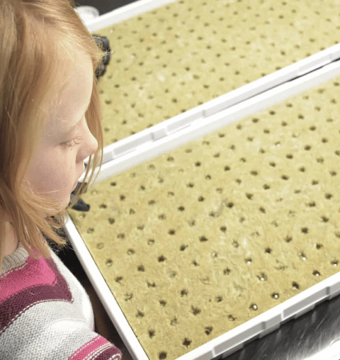 Kid Planting Seeds