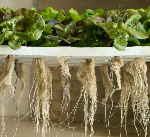 roots of lettuce greens grown agroponically